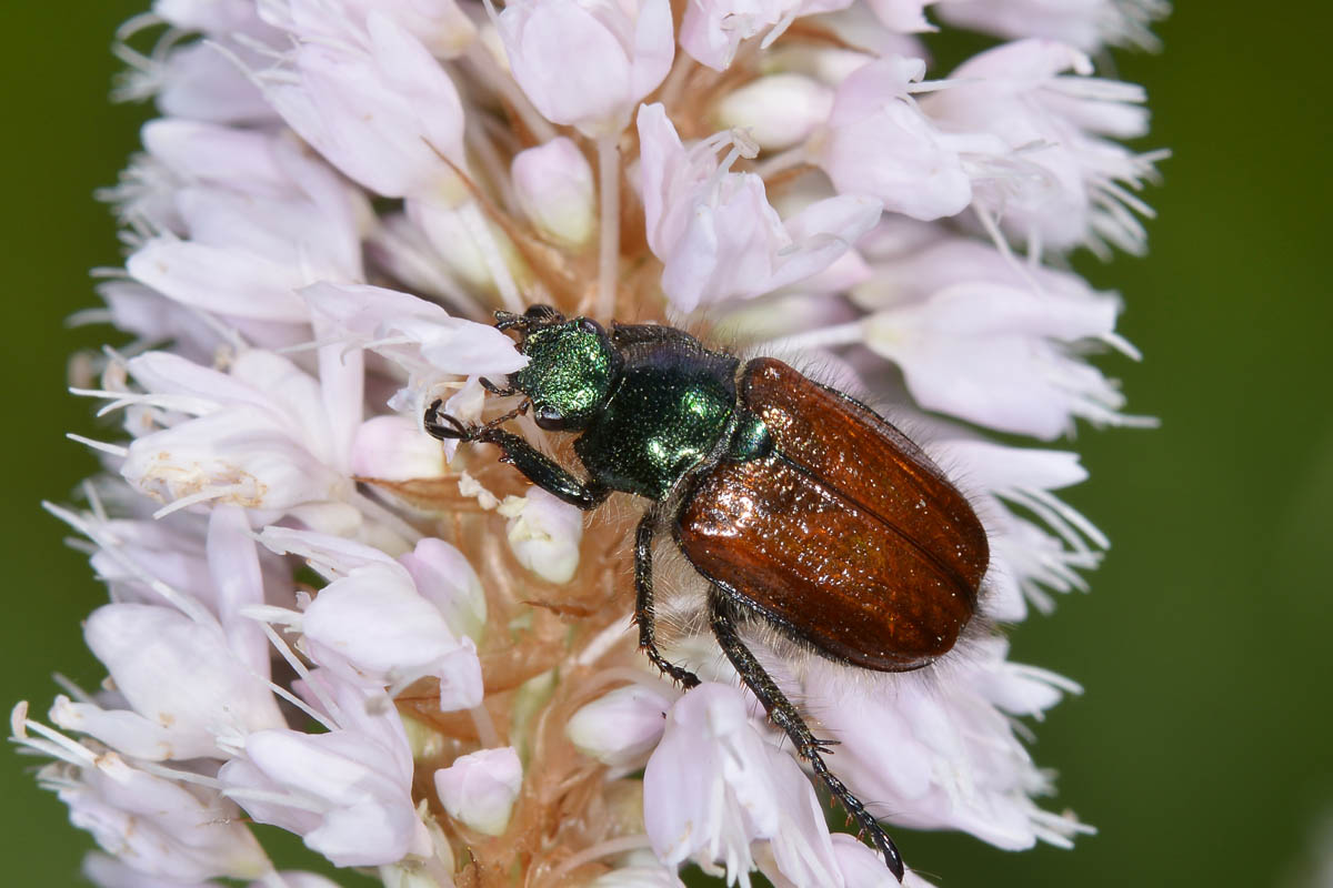 Phyllopertha horticola? Sì.